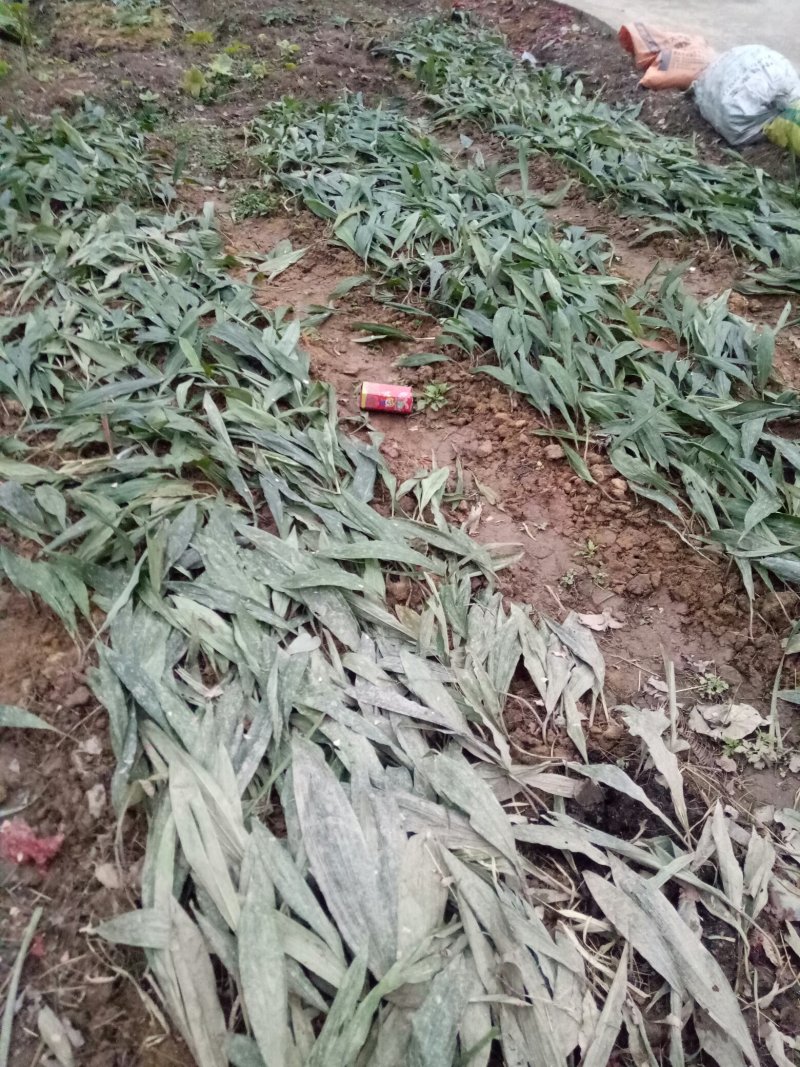 毛慈菇苗，大量现货供应，需种植的朋友联系