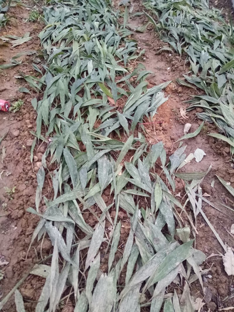 毛慈菇苗，大量现货供应，需种植的朋友联系