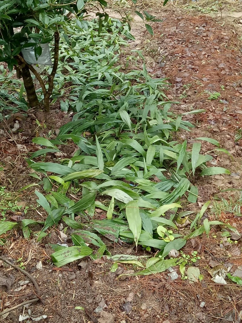 毛慈菇苗，大量现货供应，需种植的朋友联系