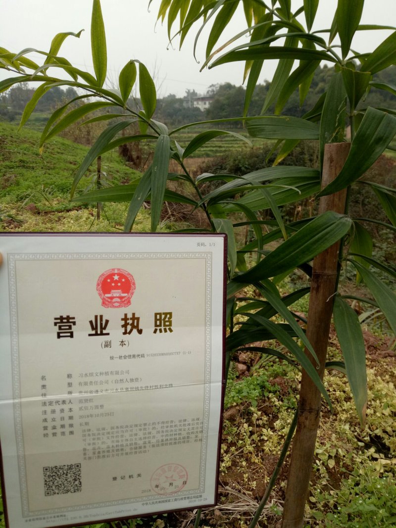 贵州本地高含量大鸡头高杆不倒苗黄精苗，抗病强，产量高