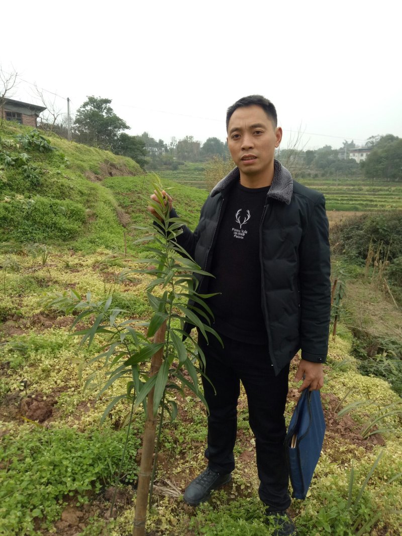 贵州本地高含量大鸡头高杆不倒苗黄精苗，抗病强，产量高