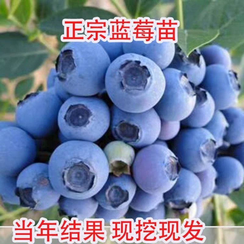 优质蓝莓苗薄雾兔眼奥尼尔绿宝石蓝丰南北方都可以种植