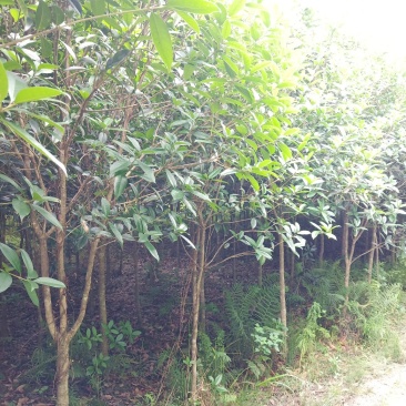 桂花
