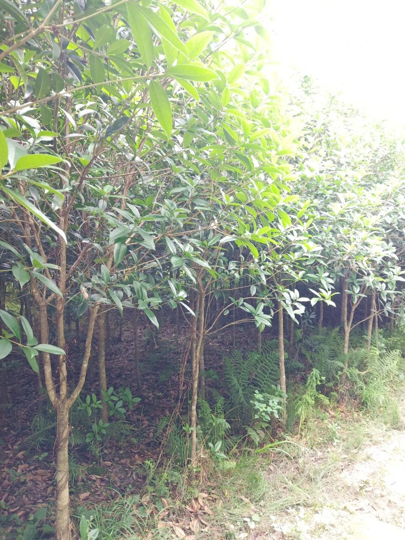 桂花