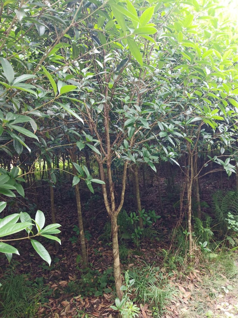 桂花