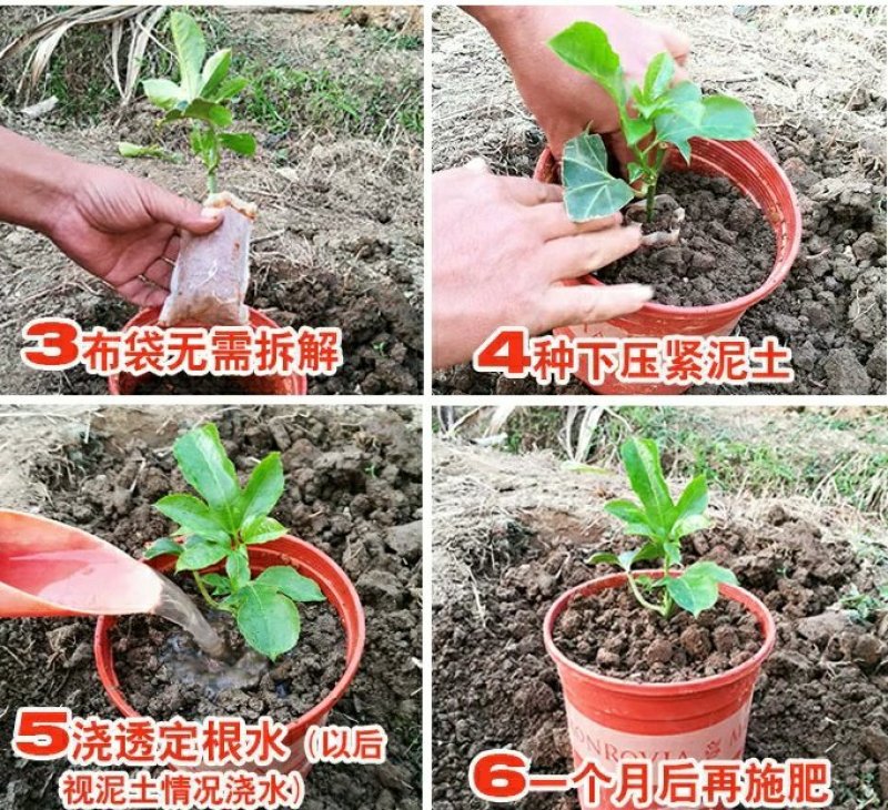 黄金百香果苗果树嫁接苗紫香一号台农满天星南方四季可种