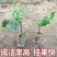 黄金百香果苗果树嫁接苗紫香一号台农满天星南方四季可种
