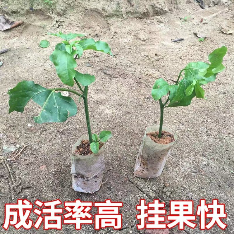 黄金百香果苗果树嫁接苗紫香一号台农满天星南方四季可种