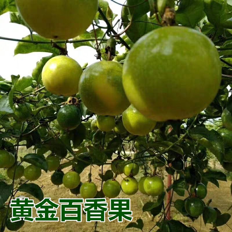 黄金百香果苗果树嫁接苗紫香一号台农满天星南方四季可种
