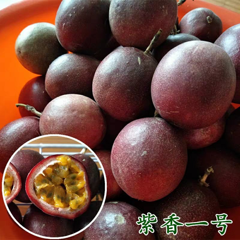 黄金百香果苗果树嫁接苗紫香一号台农满天星南方四季可种