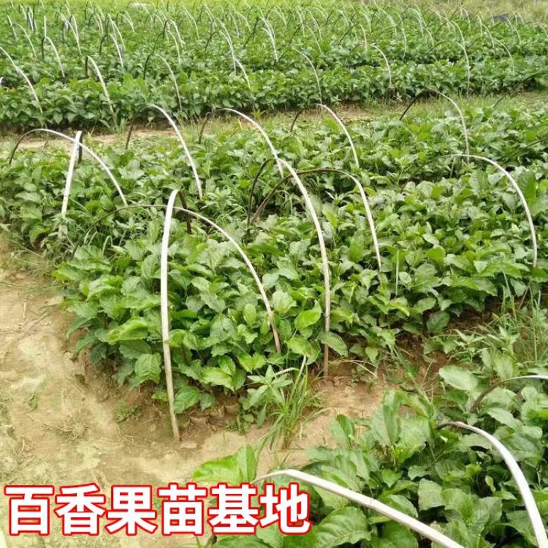 黄金百香果苗果树嫁接苗紫香一号台农满天星南方四季可种