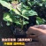 黄金百香果苗果树嫁接苗紫香一号台农满天星南方四季可种