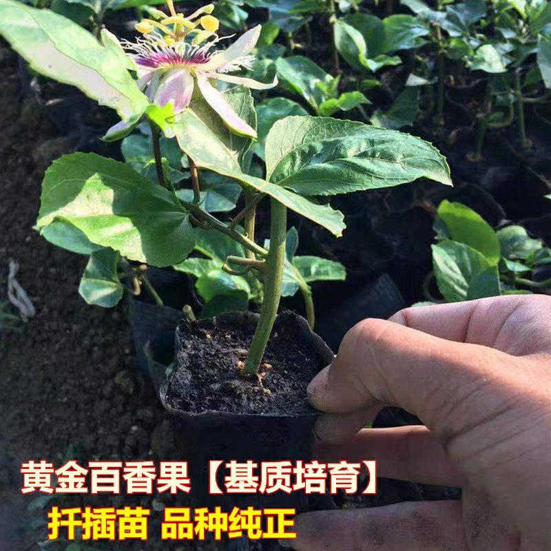 黄金百香果苗果树嫁接苗紫香一号台农满天星南方四季可种