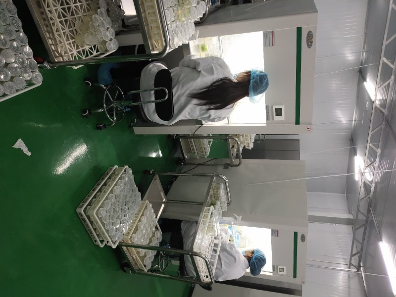 楸树组培金丝楸树苗组培苗组培楸树～