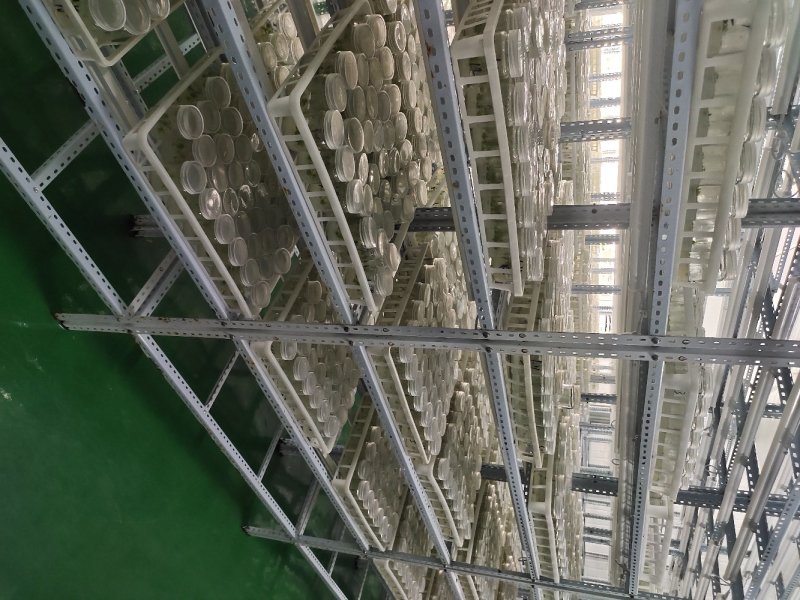 楸树组培金丝楸树苗组培苗组培楸树～