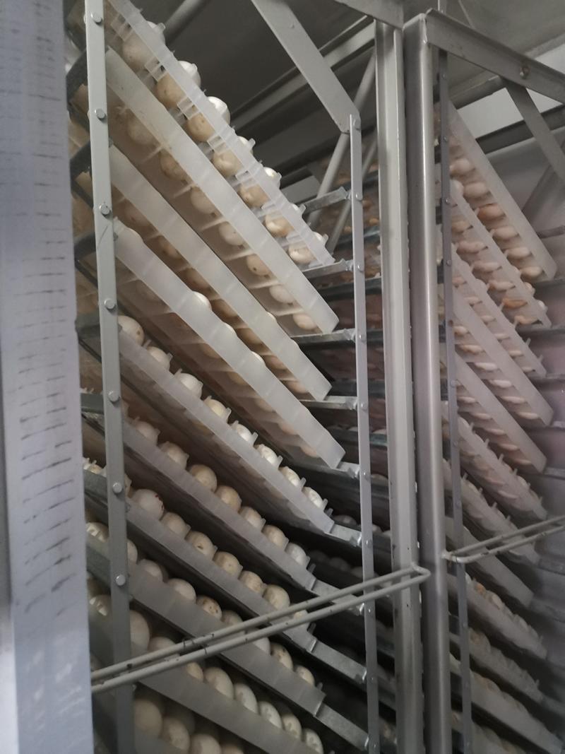 大品种三花泰州鹅苗包防疫包回收厂家直供。