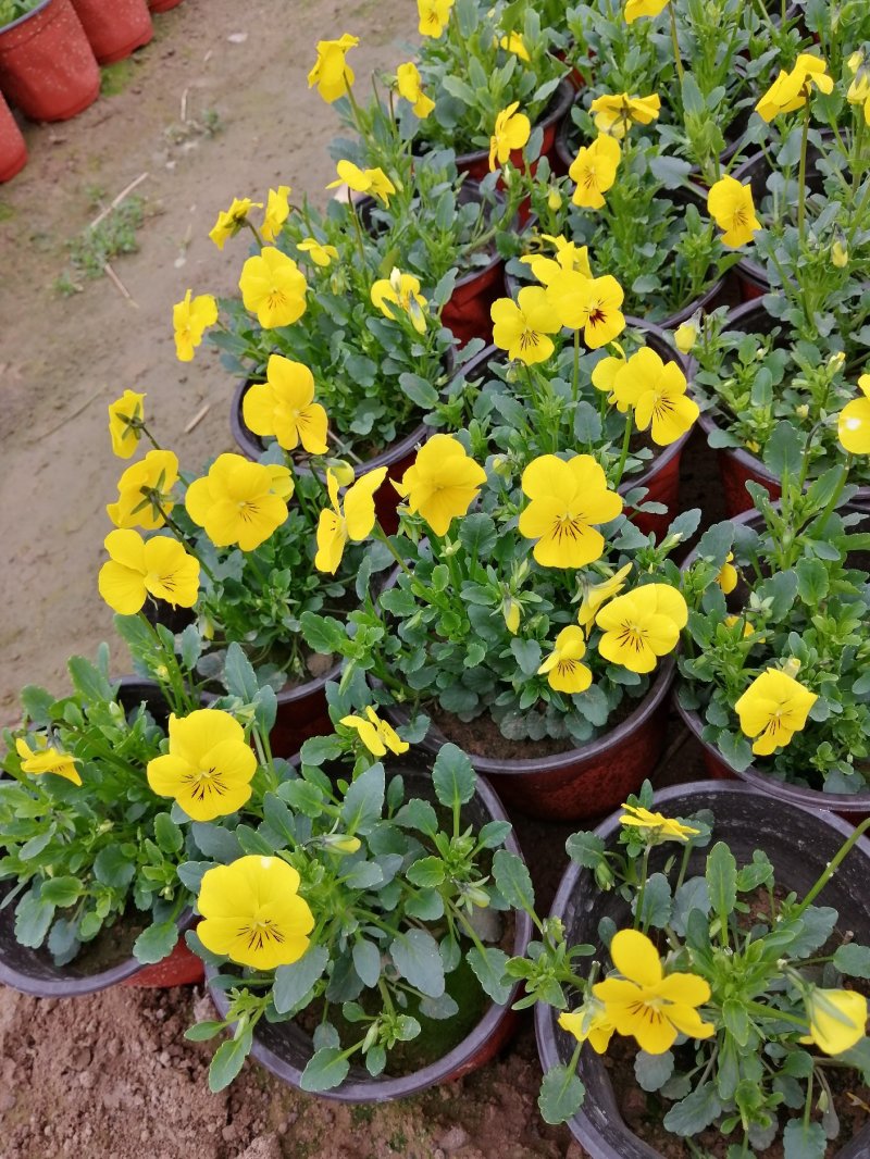 角堇耐寒花色多花海