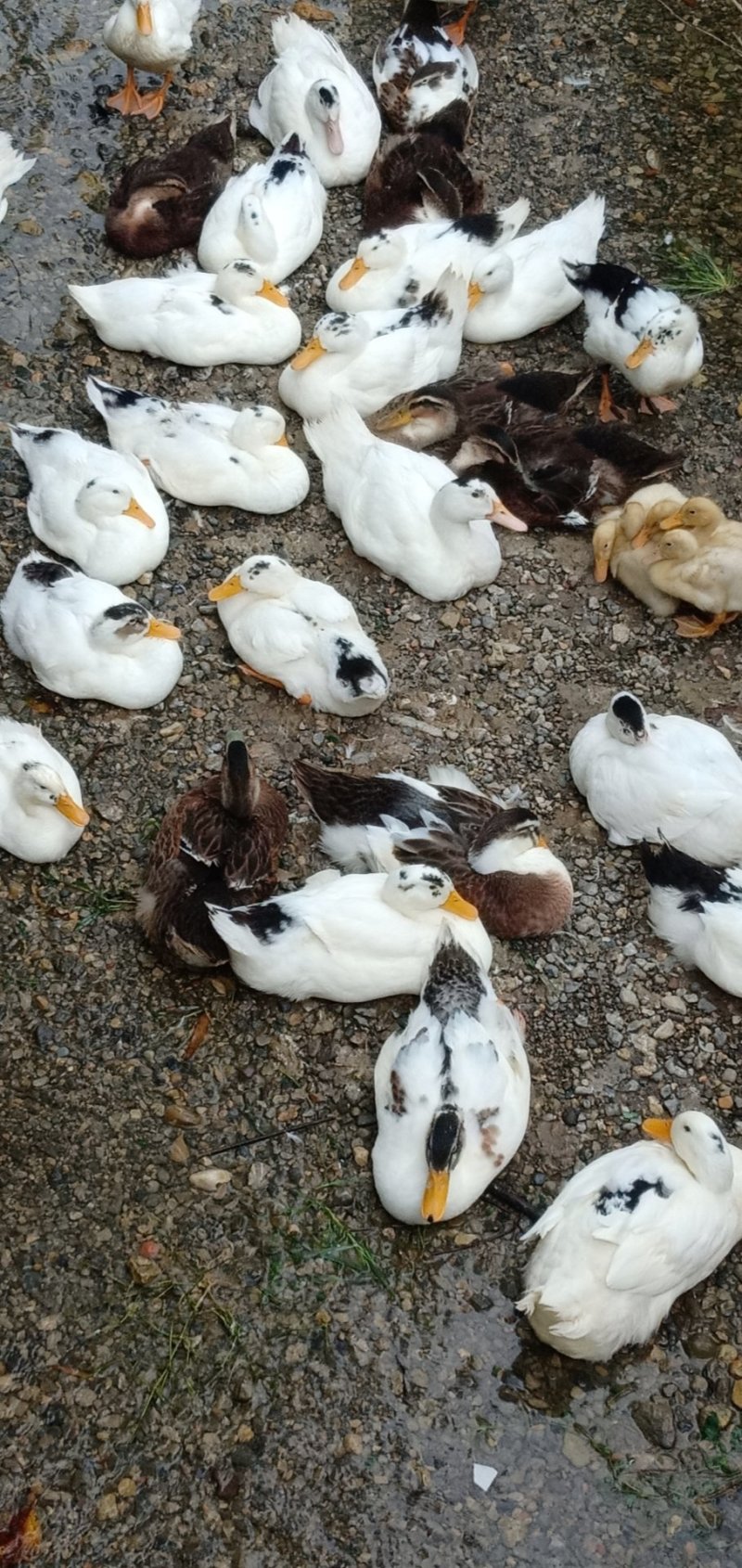 北京鸭子麻鸭花边鸭可现场看货下单