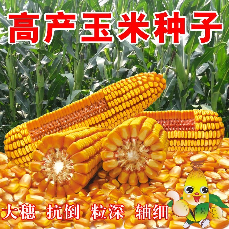 玉米种子东单1331大田菜园高产易种国审杂交黄玉米种子