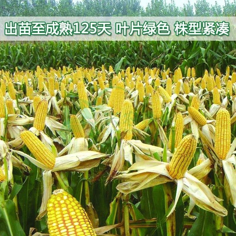 玉米种子东单1331大田菜园高产易种国审杂交黄玉米种子