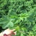 多年生紫花苜蓿种子四季高产耐寒耐旱高产牧草牛羊马鸡鸭鹅兔