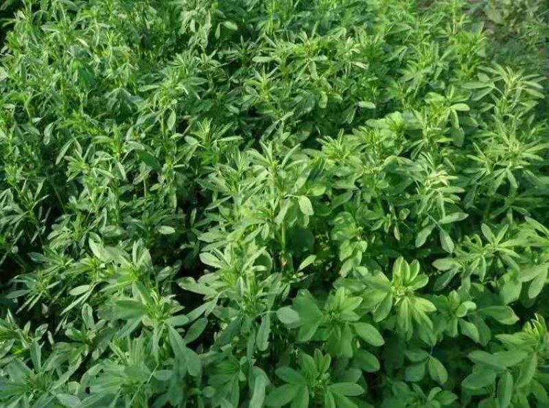 多年生紫花苜蓿种子四季高产耐寒耐旱高产牧草牛羊马鸡鸭鹅兔