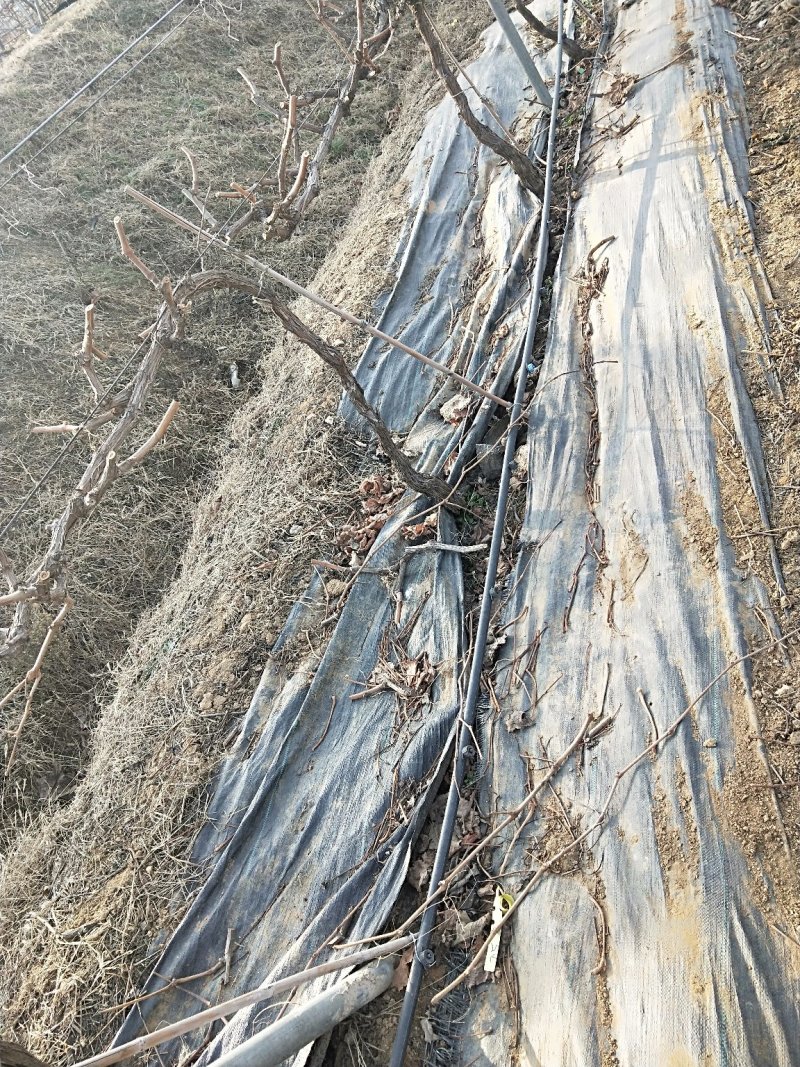 【稳流器】压力补偿滴头流量可调滴头稳流器果树用滴灌/滴头