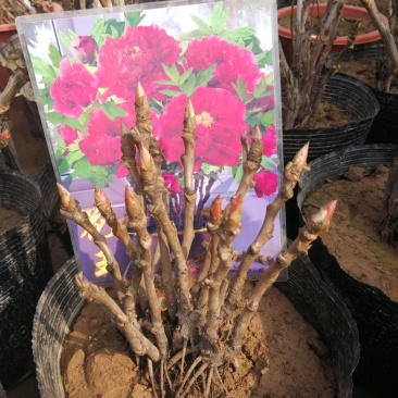 洛阳牡丹花苗