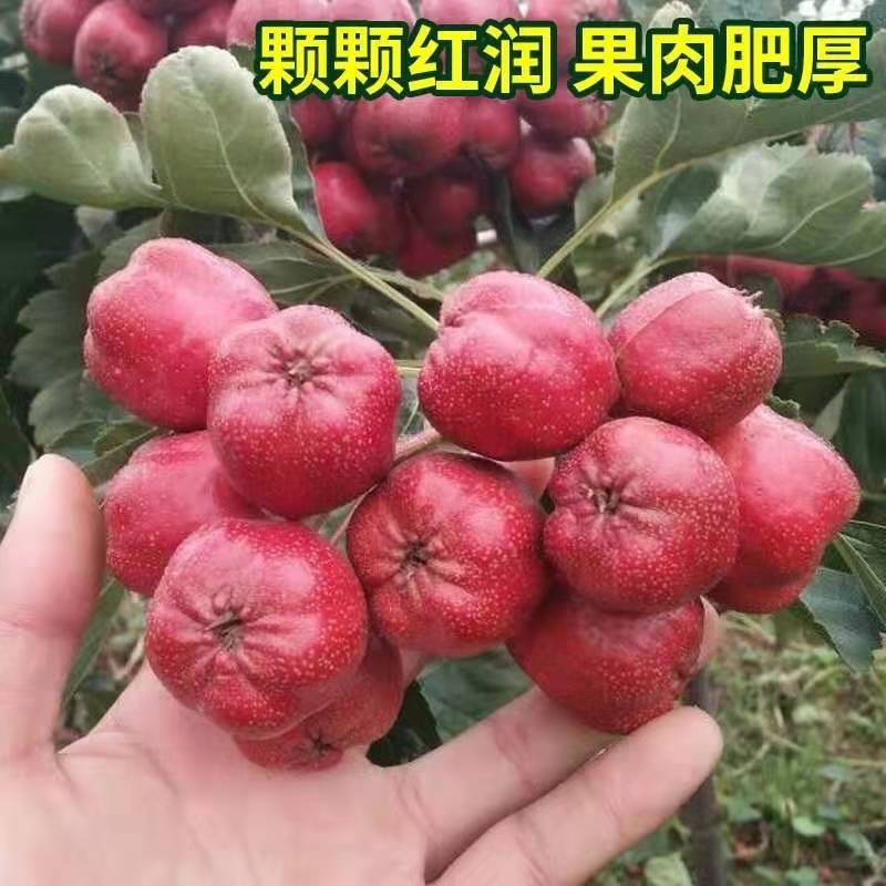 山楂树苗超金星山楂苗嫁接山楂苗大金星山楂树苗当年结果