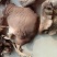 河北邯郸【鲍鱼菇】产地直发加工厂一手货源欢迎来电订购