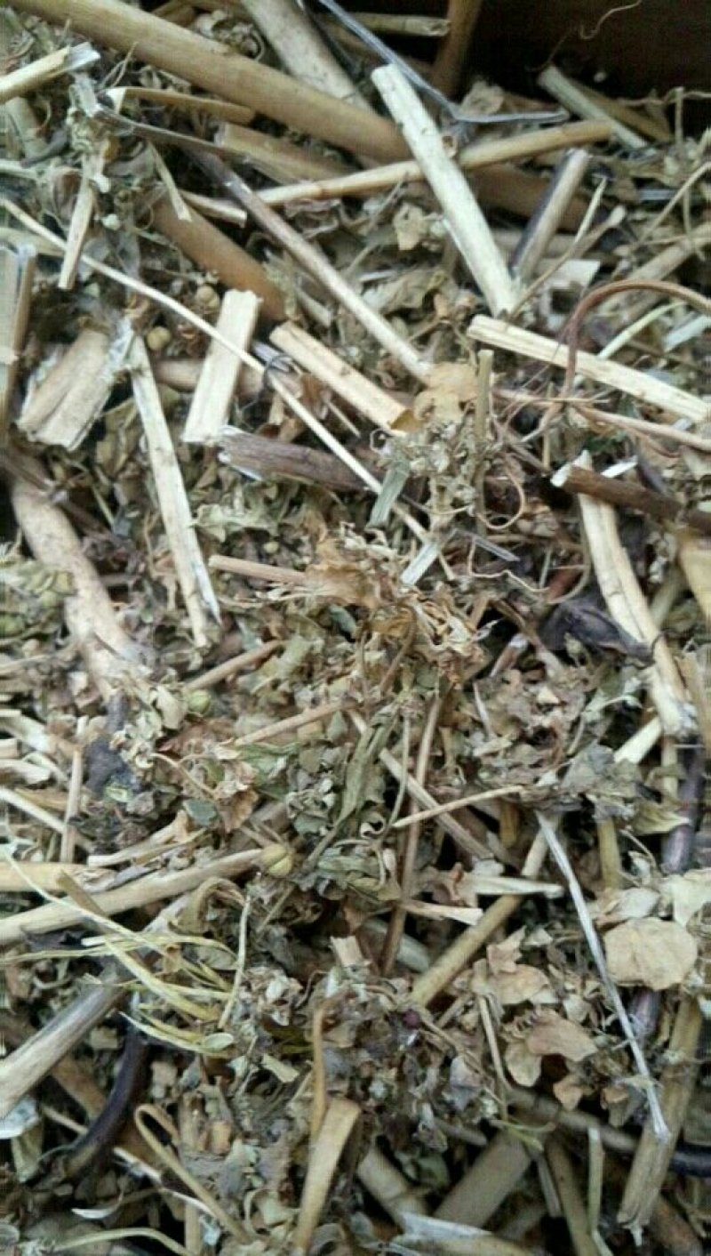 野生泽漆猫眼草正品干货五朵云灯台草产地直销干品