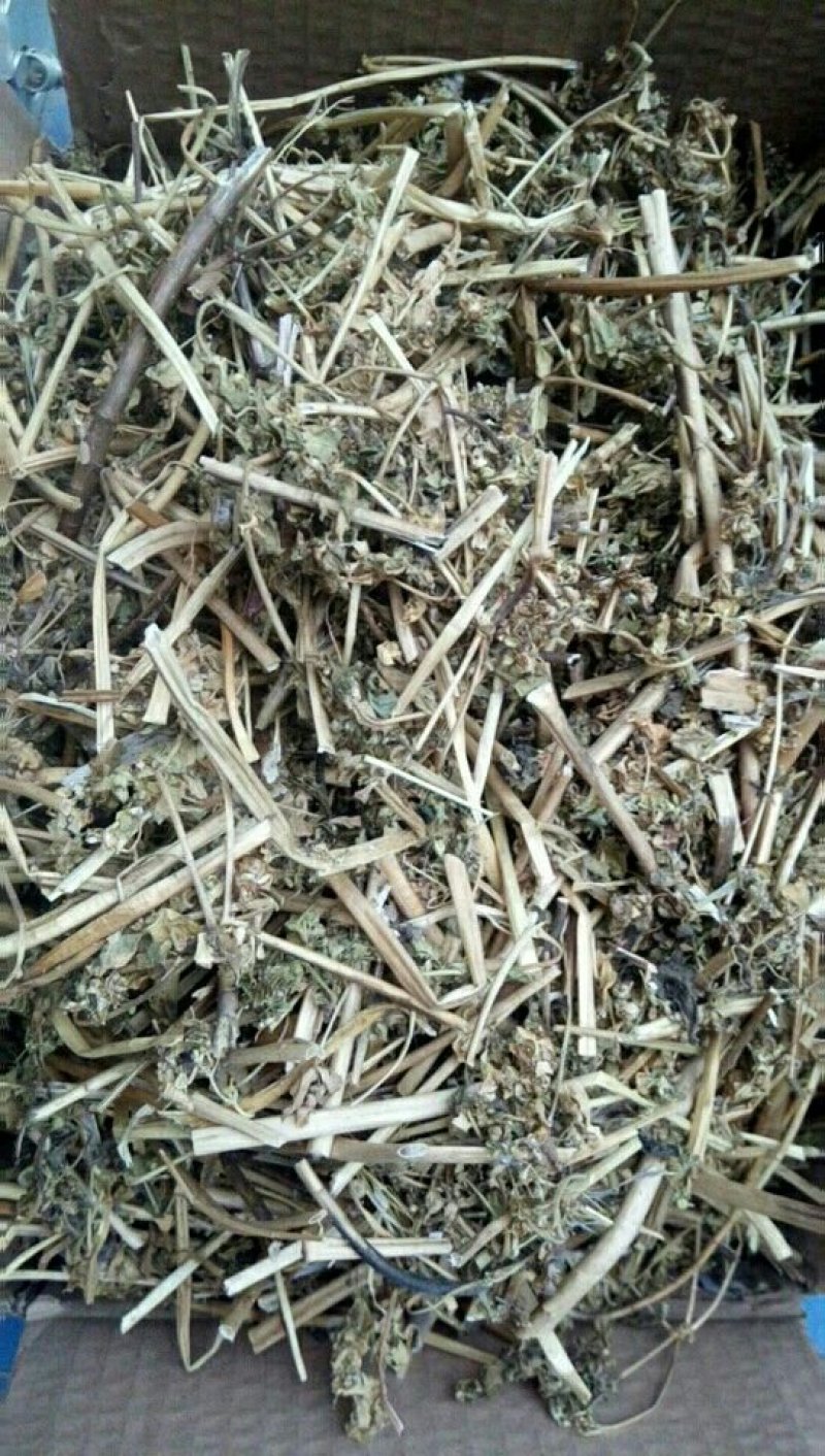 野生泽漆猫眼草正品干货五朵云灯台草产地直销干品