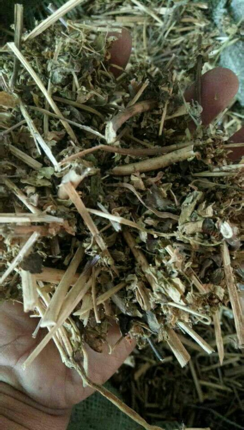 野生泽漆猫眼草正品干货五朵云灯台草产地直销干品