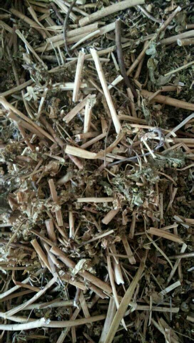 野生泽漆猫眼草正品干货五朵云灯台草产地直销干品