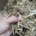 野生泽漆猫眼草正品干货五朵云灯台草产地直销干品