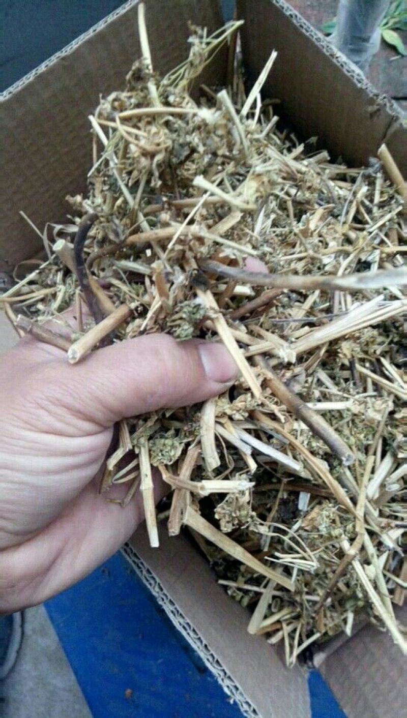 野生泽漆猫眼草正品干货五朵云灯台草产地直销干品