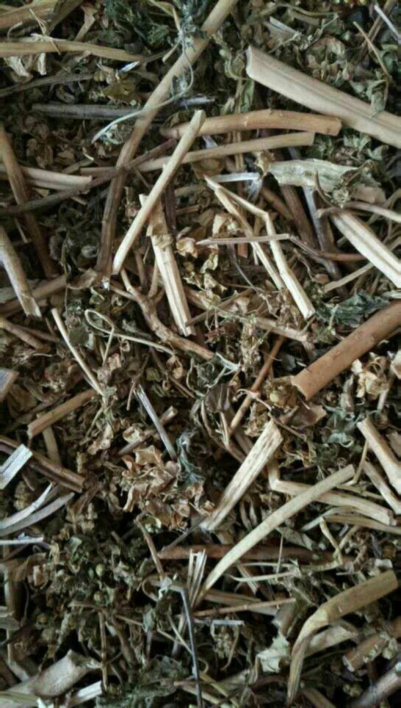野生泽漆猫眼草正品干货五朵云灯台草产地直销干品