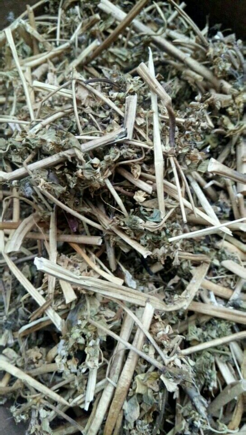 野生泽漆猫眼草正品干货五朵云灯台草产地直销干品