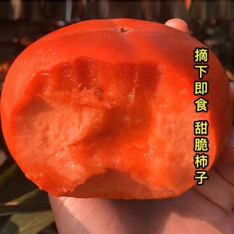 甜脆柿子树嫁接苗，南方北方可以种植，保证当年结果