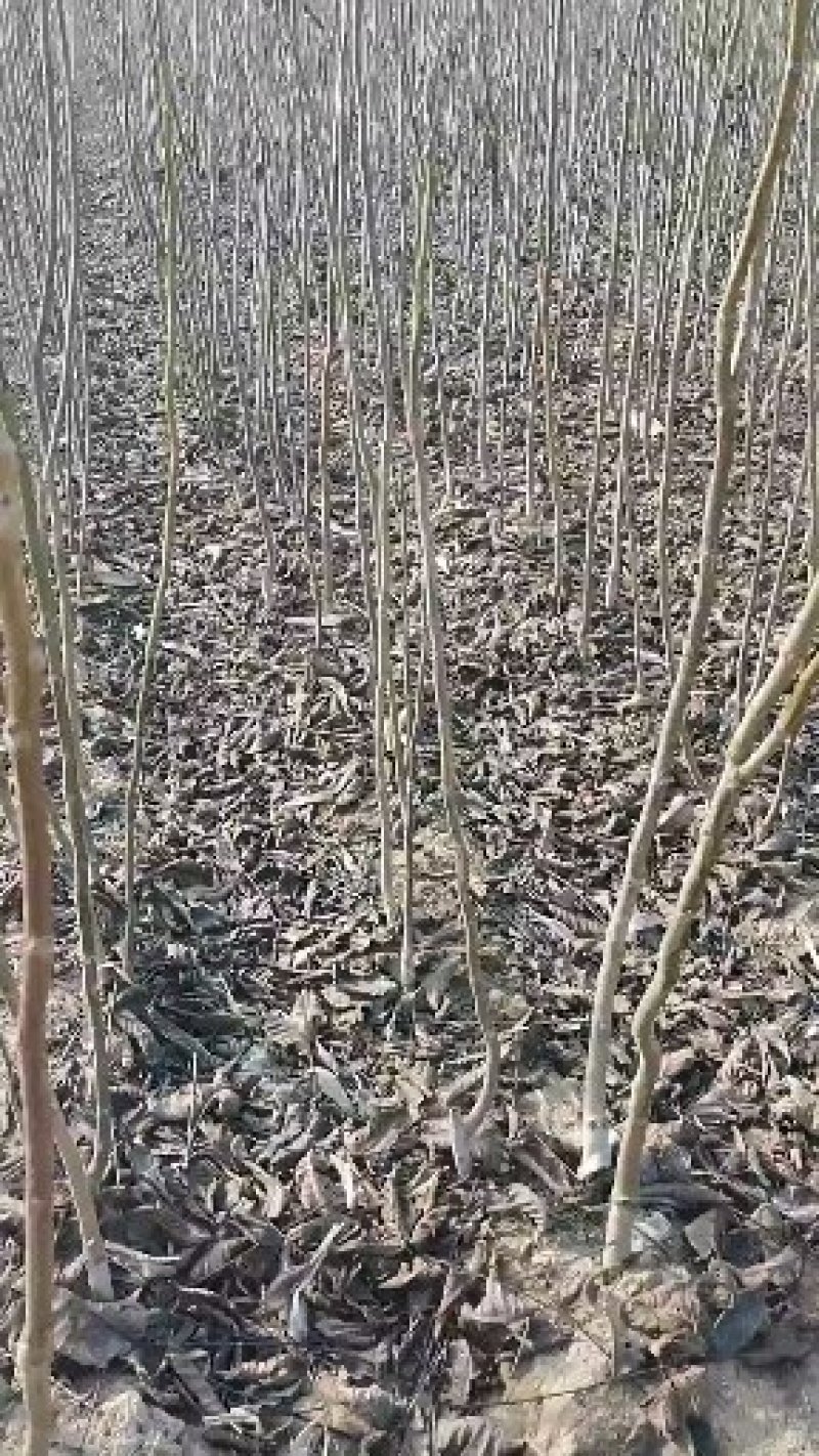 甜脆柿子树嫁接苗，南方北方可以种植，保证当年结果
