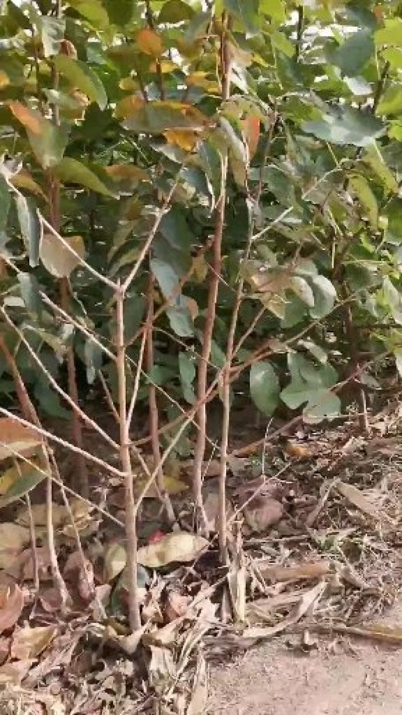 甜脆柿子树嫁接苗，南方北方可以种植，保证当年结果