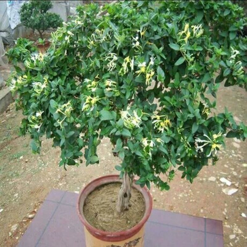金银花苗盆栽地栽当年开花成活率高