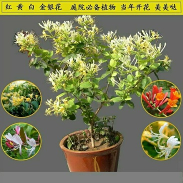 金银花苗盆栽地栽当年开花成活率高