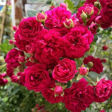 正宗三季花爬藤2米高红木香花苞爆满非常红适合庭院阳台种值