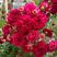 正宗三季花爬藤2米高红木香花苞爆满非常红适合庭院阳台种值