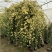 木香花苗七里香花黄木香白木香浓香花爬藤植物阳台红木香攀援