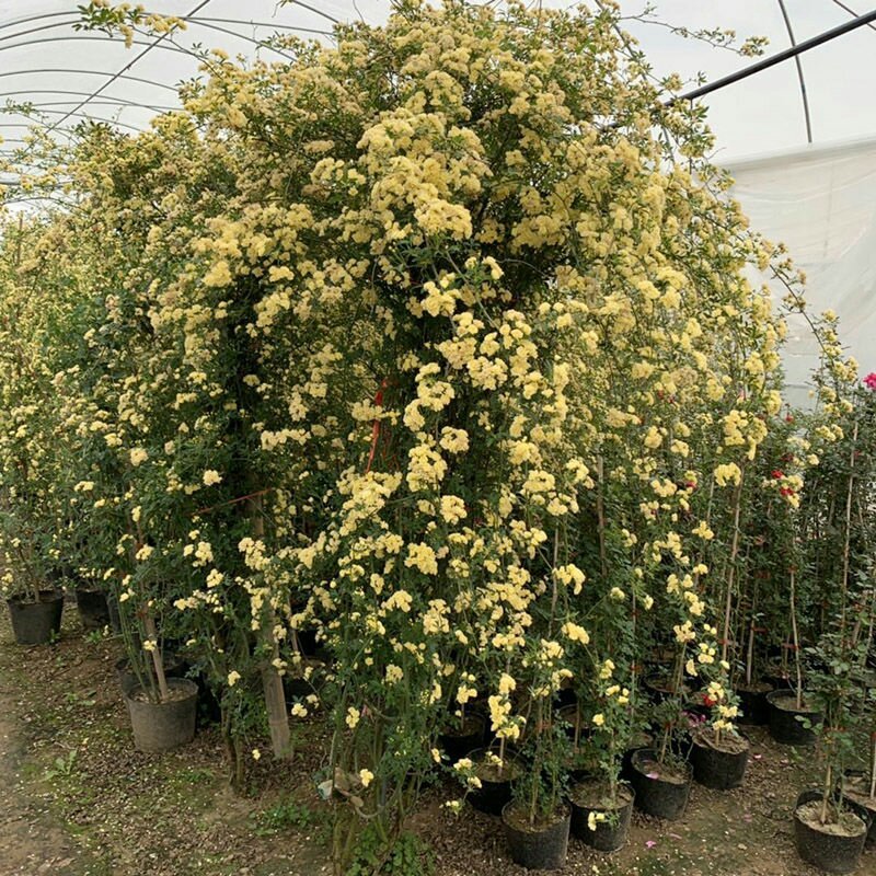 木香花苗七里香花黄木香白木香浓香花爬藤植物阳台红木香攀援