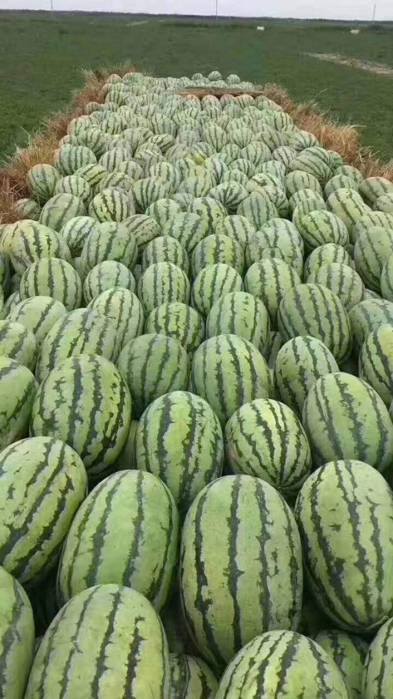 陕西蒲城金城五西瓜口感甜，皮薄多汁，产地直供，量大从优