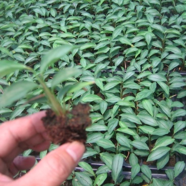 大量供应室内高档花卉绿植飞羽竹芋组培穴盘苗