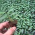 大量供应室内高档花卉绿植飞羽竹芋组培穴盘苗